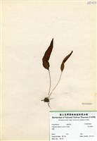 藏品(恩氏茀蕨)的圖片